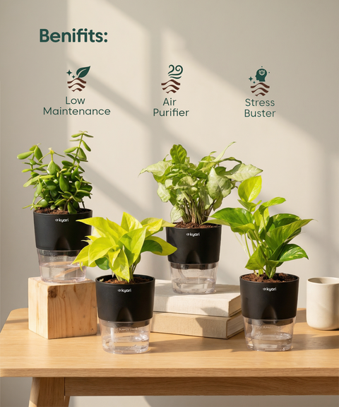 Vastu Prosperity Plant Combo (4 Pack)