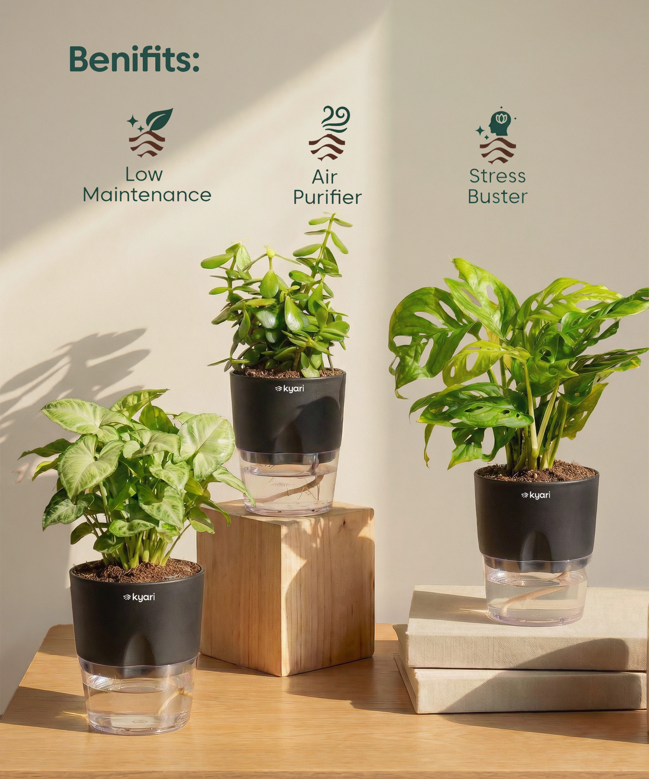 Stress Relief Indoor Plant Combo – Kyari.co