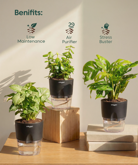 Stress Relief Indoor Plant Combo