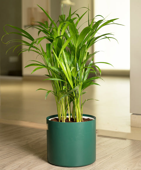 Areca Palm with Zen Planter