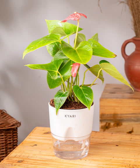 Anthurium Red Plant With Self Watering Pot