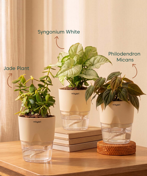 Air Purifying Combo - Set of 3 Self Watering Plants