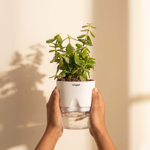 Lucky jade plant with self watering pot - BYOB