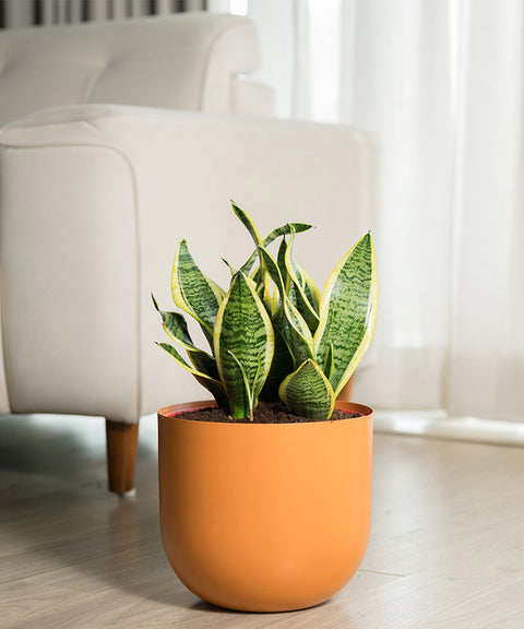 Sansevieria Zeylencia Golden with Arbor Planter