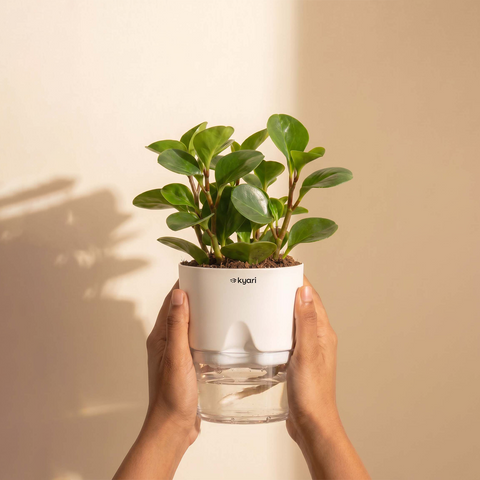 Peperomia Green Plant With Self Watering Pot