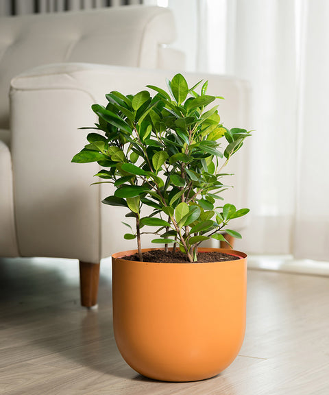 Ficus Moclame Plant with Arbor Planter