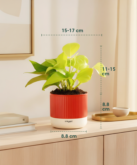 Work Desk Air Purifying Combo
