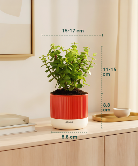 Low Maintenance Starter Plant Combo