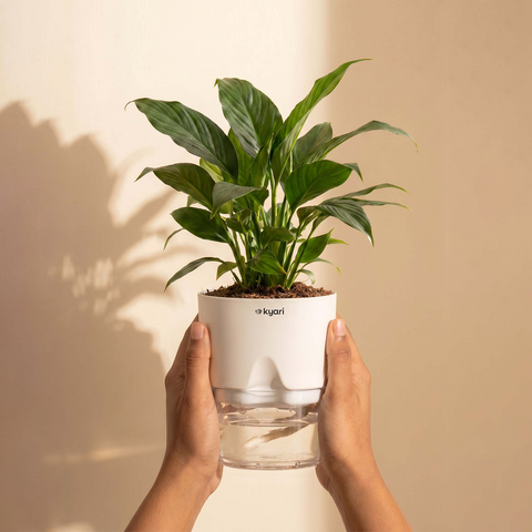 Peace Lily Plant - BYOB