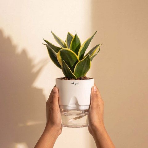 Golden Hahnii Snake Plant BYOB