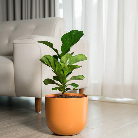 Ficus Lyrata - Fiddle Fig- Arbor Planter