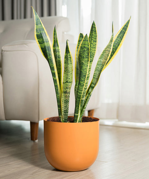 Sansevieria Laurentii with Arbor Planter