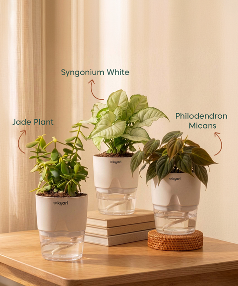 Kyari Combo of 3 Indoor Plants - Jade, Syngonium White & Philodendron Micans with Poetic White Self Watering Pot - Live Plants for Home Decor & Living Room - Low Maintenance Plant Set