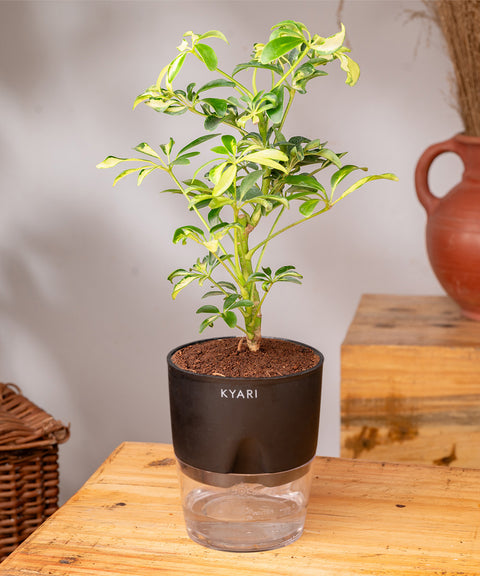 Ficus Safari Plant - BYOB