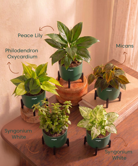 Air Purifying Combo - Set of 5 Self Watering Plants