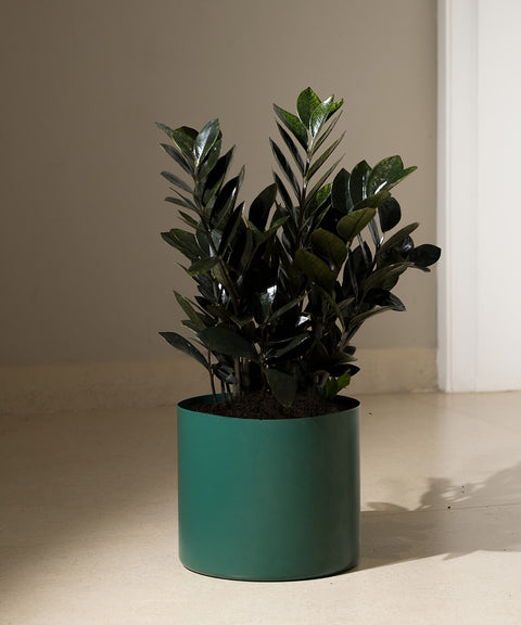 ZZ Black with Zen Planter