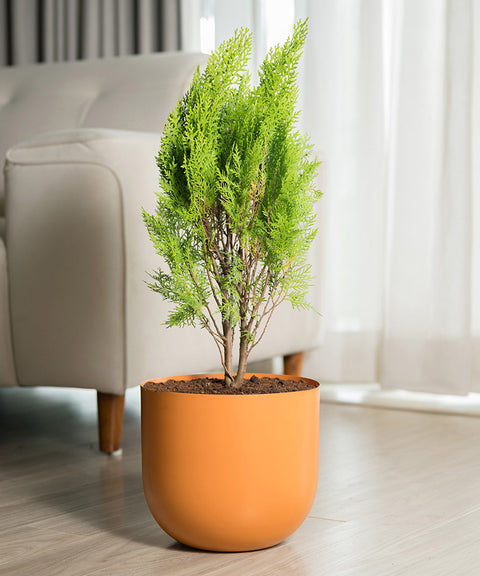 Thuja Plant with Arbor Planter