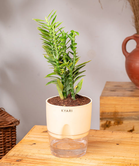 Pedilanthus Plant With Self Watering Pot