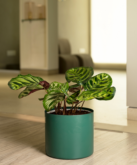 Calathea Peacock with Zen Planter