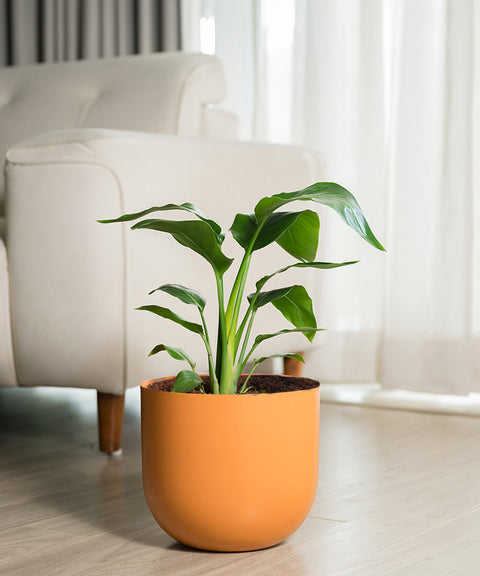 Bird Of Paradise with Arbor Planter