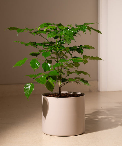 China Doll with Zen Planter