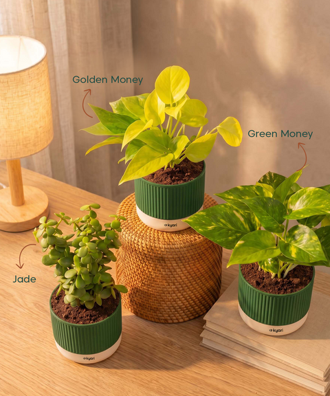 Lucky Plants Combo - Set of 3 Self Watering Plants
