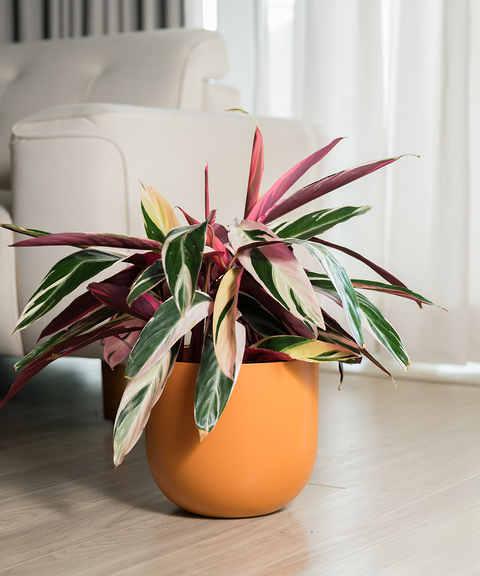 Calathea Triostar Plant