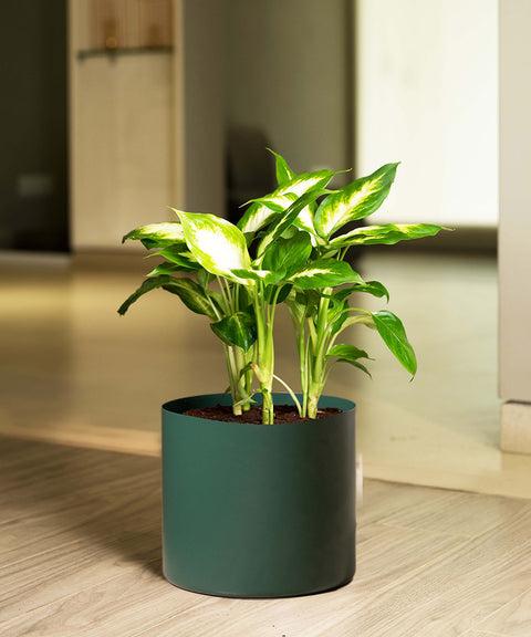 Dieffenbachia with Zen Planter