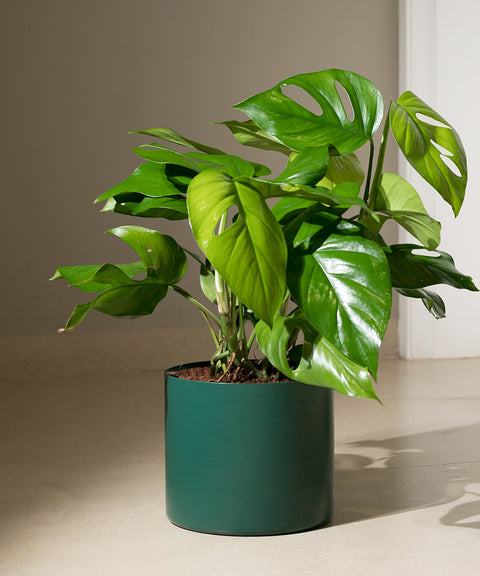 Monstera Deliciosa with Zen Planter