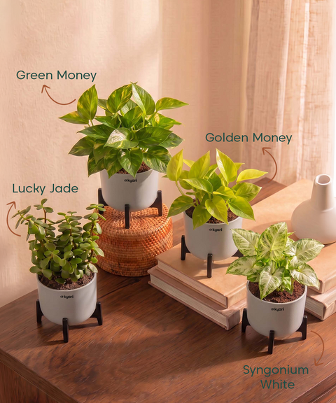 Lucky Plants Combo - Set of 4 Self Watering Plants