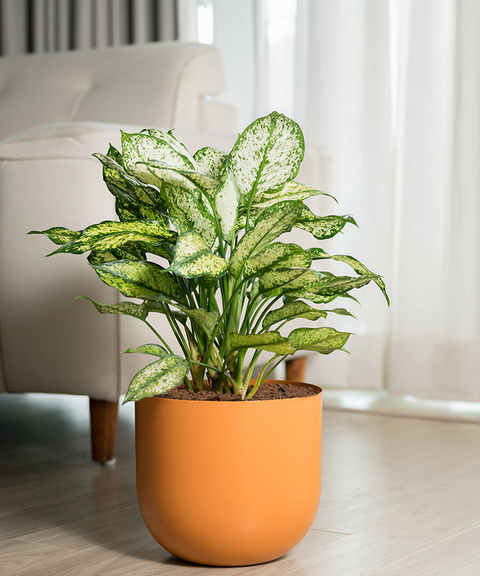 Aglaonema Snow White Plant