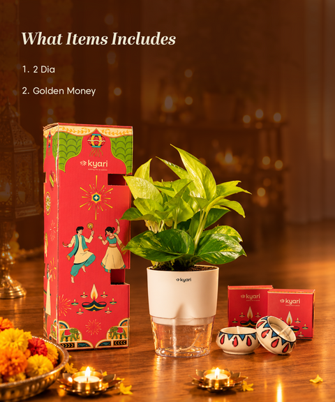 Gleam Hamper - Golden Money Plant With Poetic Self Watering Pot