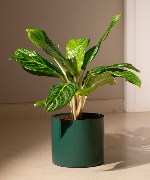 Aglaonema Ice Plant with Zen Planter