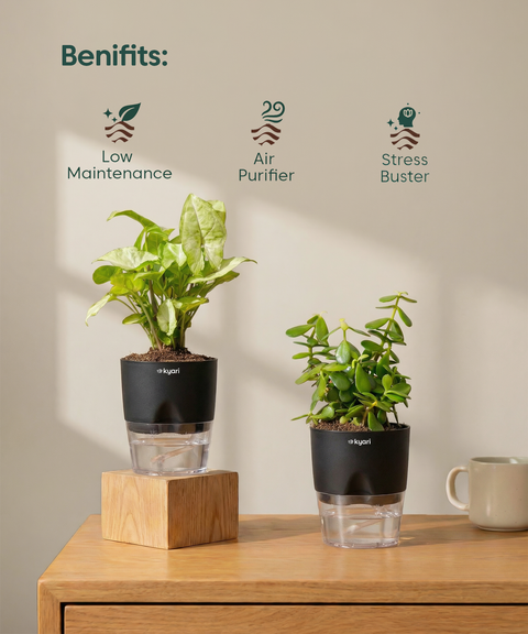 Low Maintenance Starter Plant Combo