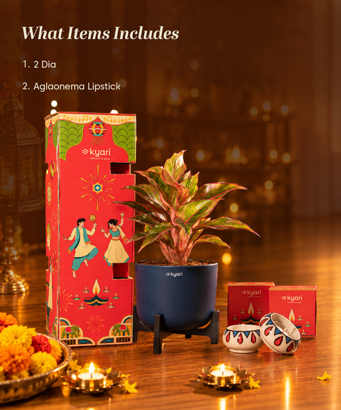 Gleam Hamper -  Lipstick Plant With Aira Self Watering Pot