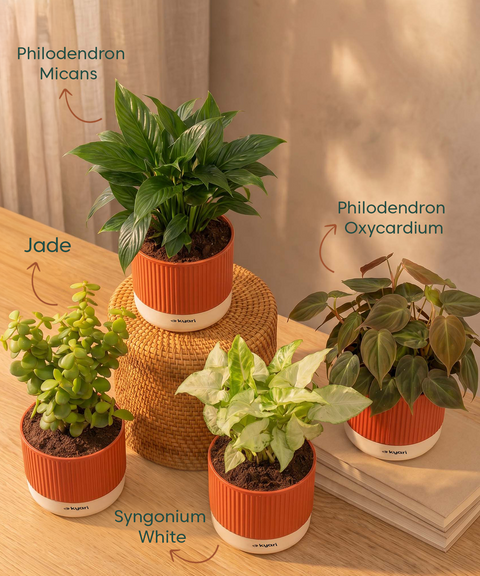 Air purifying Combo - Set of 4 Self Watering Plants