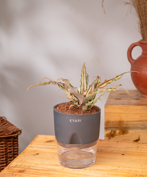 Cryptanthus Plant