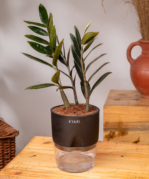 ZZ - Zamia Black Plant