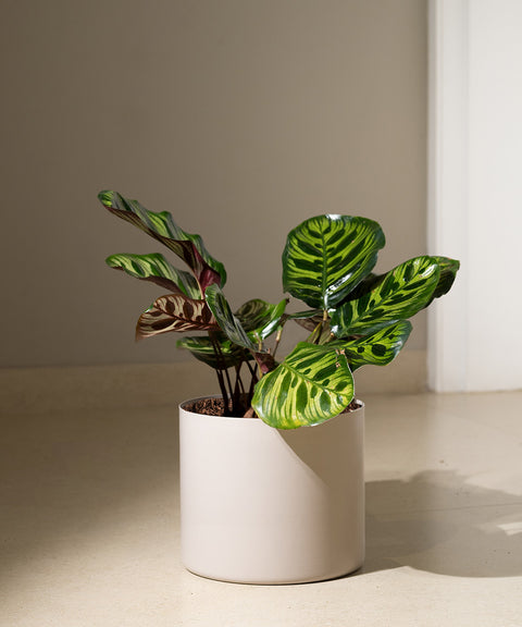 Calathea Peacock with Zen Planter