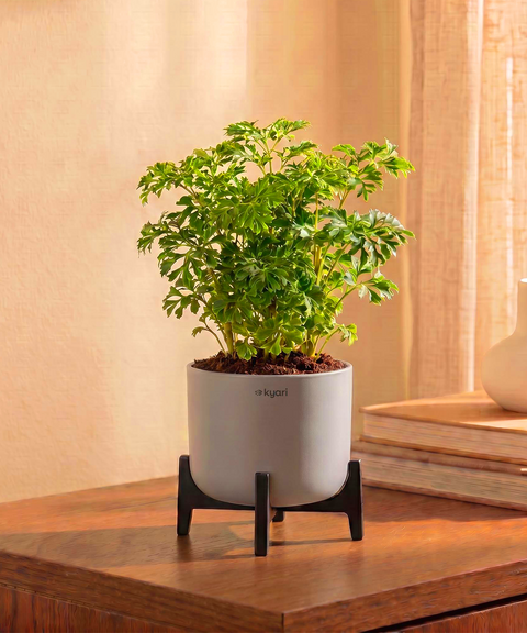 Aralia Plant in Aira Self Watering Pot (Stand included)