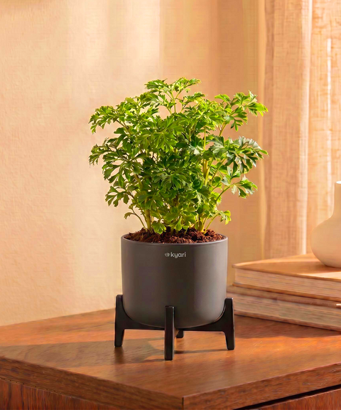 Aralia Plant in Aira Self Watering Pot (Stand included)