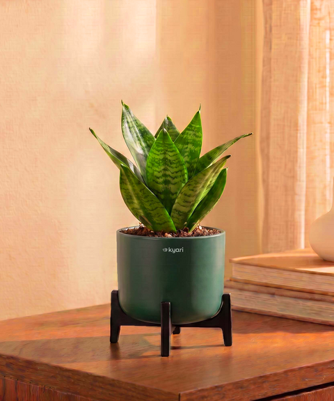 Green Snake Plant in Aira Self Watering Pot (Stand included)