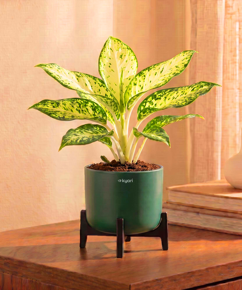 Snow White Plant in Aira Self Watering Pot (Stand included)