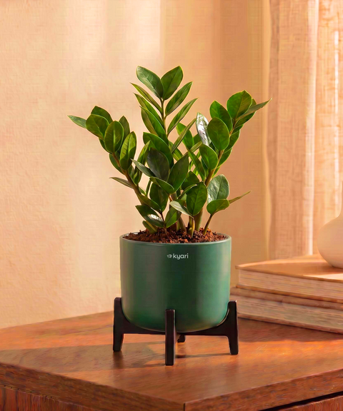 ZZ Plant in Aira Self Watering Pot (Stand included)