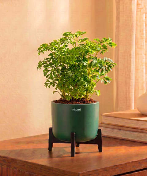 Aralia Plant in Aira Self Watering Pot (Stand included)