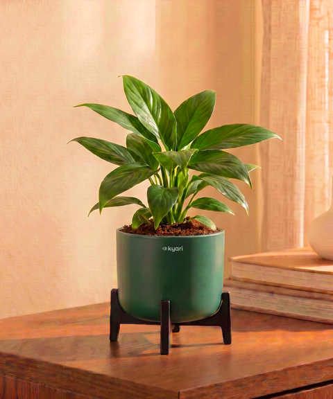 Peace Lily Plant in Aira Self Watering Pot (Stand included)