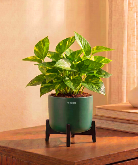 Money Varigated Plant in Aira Self Watering Pot (Stand included)
