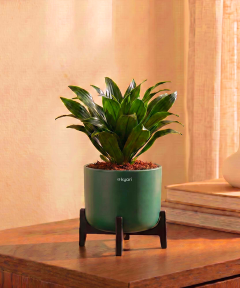 Dracaena Compacta Plant in Aira Self Watering Pot (Stand included)