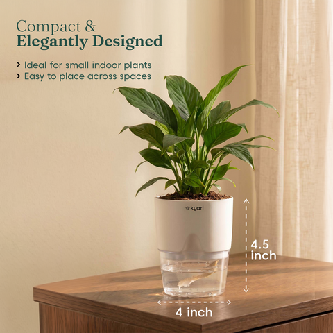 Peace Lily Plant - BYOB