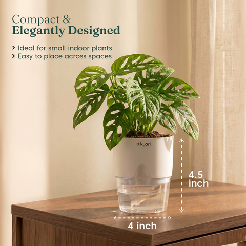 Philodendron Broken Heart Plant With Self Watering Pot